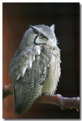 Grey Owl.jpg