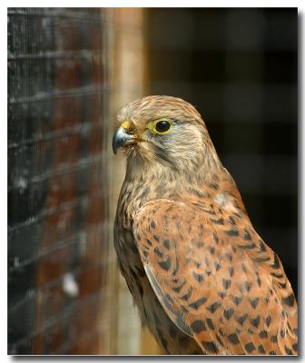 Kestrel.jpg