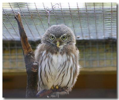 Owl.jpg