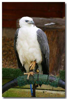 Sea Eagle.jpg