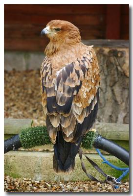 Tawny Eagle.jpg