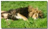 King of the beasts.jpg