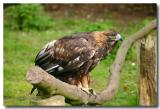 Golden Eagle.jpg