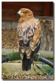 Tawny Eagle.jpg