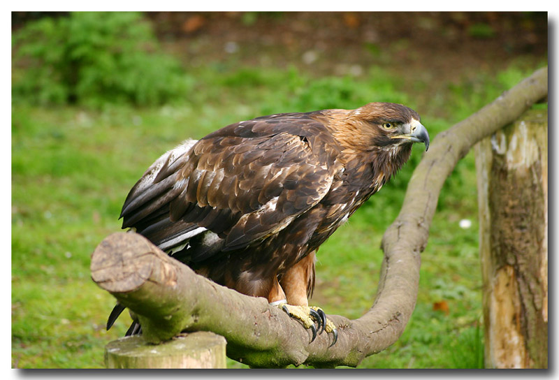 Golden Eagle.jpg