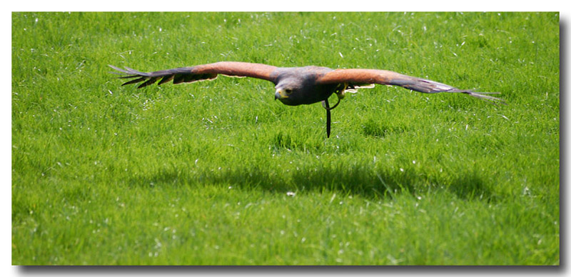 Swooping Hawk.jpg
