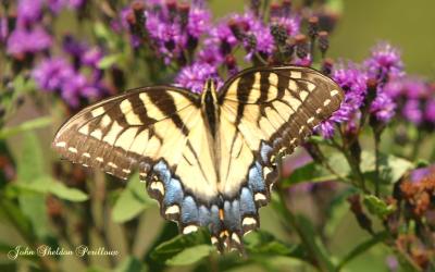 Eastern Tiger Swallowtail (Papilio glaucus) (female)