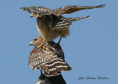 Red-shouldered Hawks