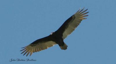 Turkey Vulture