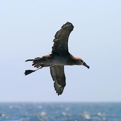 Black-footed Albatross