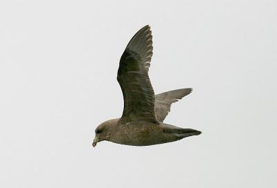 Northern Fulmar, dark phase