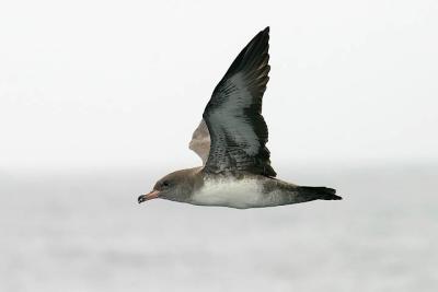 Pink-footed Shearwater