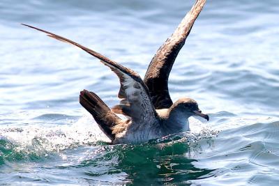 Pink-footed Shearwater