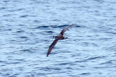 Greater Shearwater (#2 of 2)