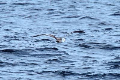 Greater Shearwater (#1 of 2)