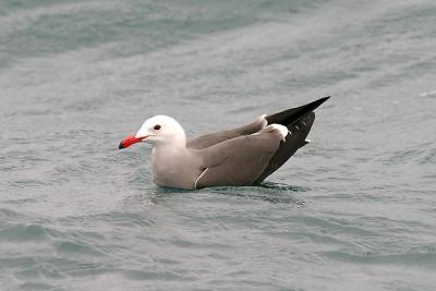 Heermann's Gull, alternate adult