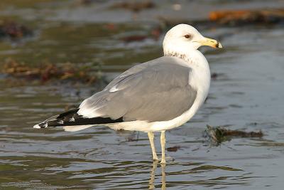 California Gull, adult, possible L.c.albertaensis