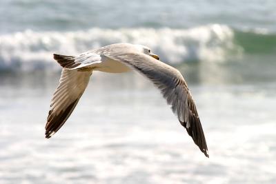 California Gull, 2nd cycle