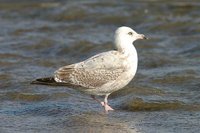 Herring Gull, 2nd cycle