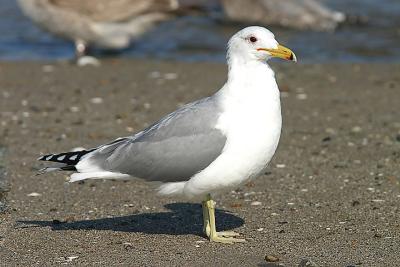 California Gull, presumed albertaensis ssp,  basic adult