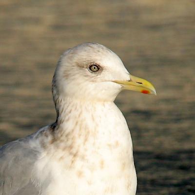 Thayer's Iceland Gull, basic adult (2 of 2)