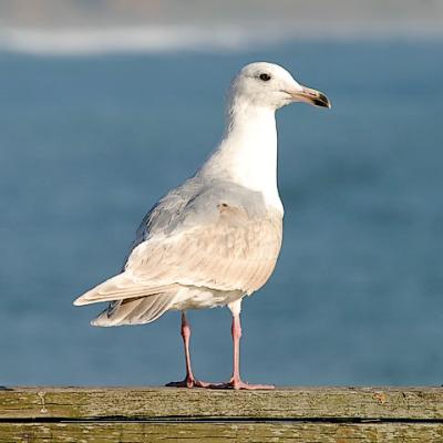Glaucous-winged Gull, bleached 2nd cycle