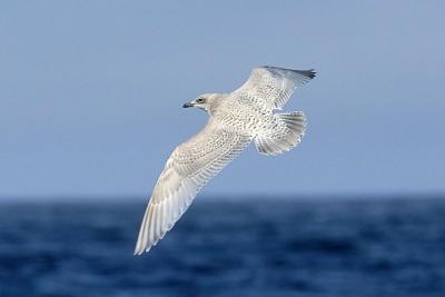 Glaucous-winged Gull, 1st cycle