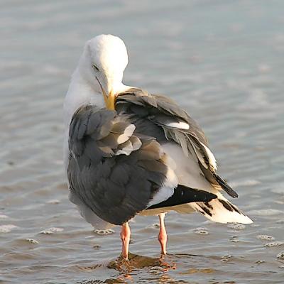 Western Gull, 3rd cycle