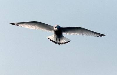 Black-legged Kittiwake, 1st cycle