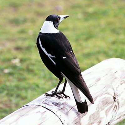 Australian (Black-backed) Magpie