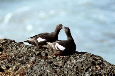 Pigeon Guillemot pair, alternate adult