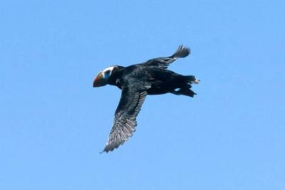 Tufted Puffin, alternate adult