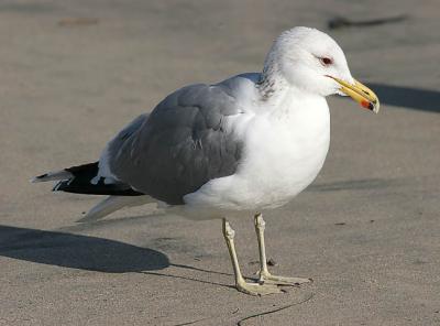 California Gull, presumed albertaensis ssp, basic adult