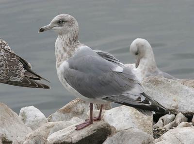 Thayer's Iceland Gull, 3rd cycle