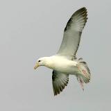 Northern Fulmar, intermediate phase