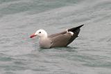 Heermanns Gull, alternate adult