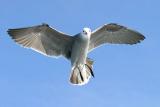 Heermanns Gull, alternate adult