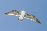 California Gull, 2nd cycle