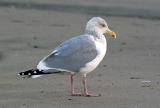 Herring Gull, adult basic