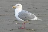  Glaucous-winged Gull, basic adult