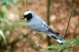 Black-faced Cuckoo Shrike