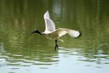Sacred Ibis