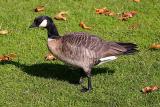 Cackling Goose, leocopareia ssp.