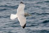 Herring Gull, possible 4th cycle (#1 of 3)