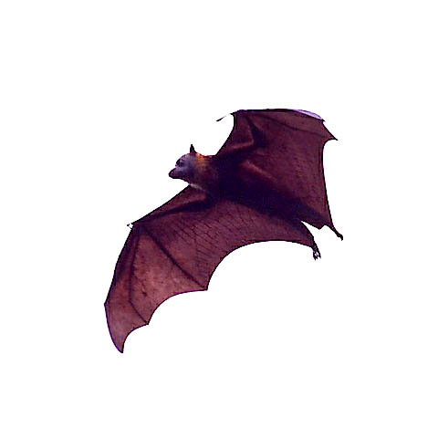 Grey-headed Flying Fox