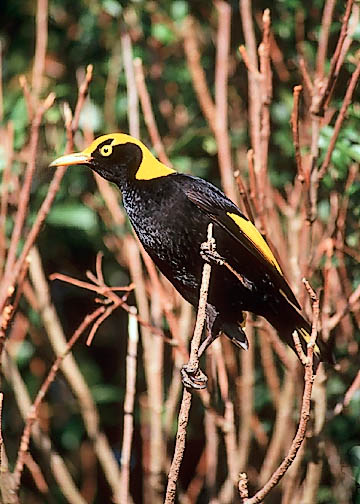 Regent Bowerbird, male