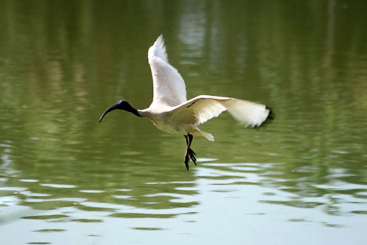 Sacred Ibis