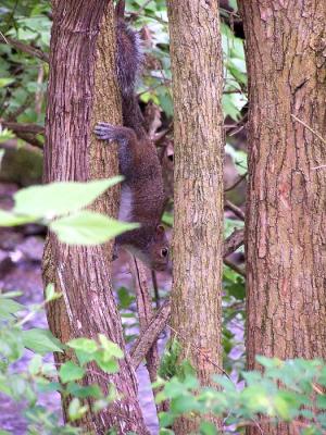 The squirrel eyes up the photographer warily