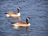 Canada Geese