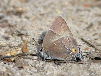 White M Hairstreak